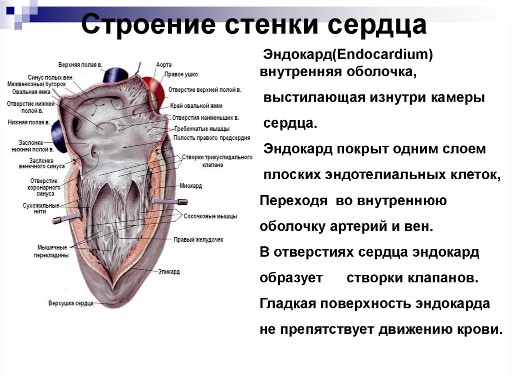 Строение стенки сердца