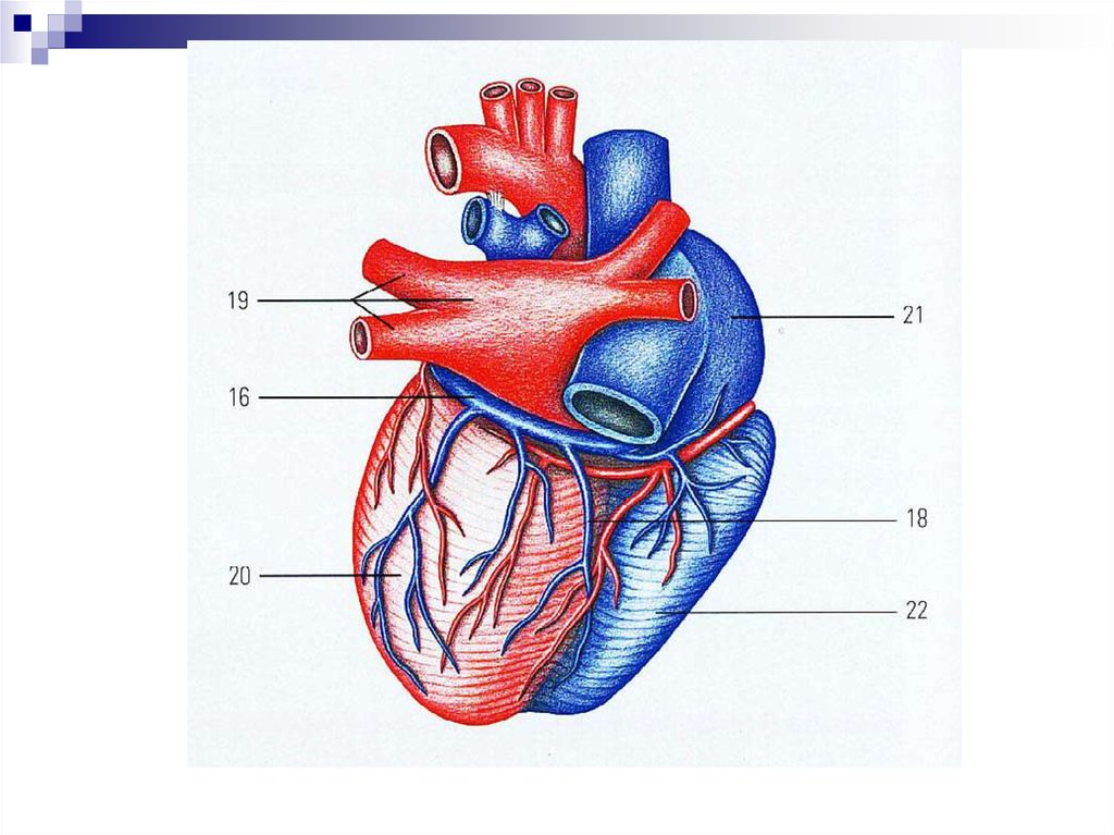 Сердце человека состоит из. Строение сердца, сосуды (артерии и вены). Строение сердца коронарные сосуды. Строение сердца легочная Вена. Анатомия сердца венечный круг кровообращения.