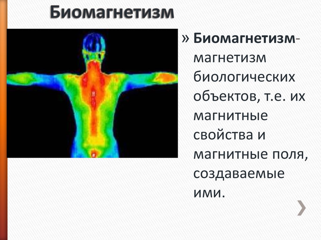 Магнитное поле человека. Биомагнетизм и магнитобиология. Понятие о биомагнетизме. Магнитные свойства тканей организма. Воздействие магнитного поля на биологические объекты.