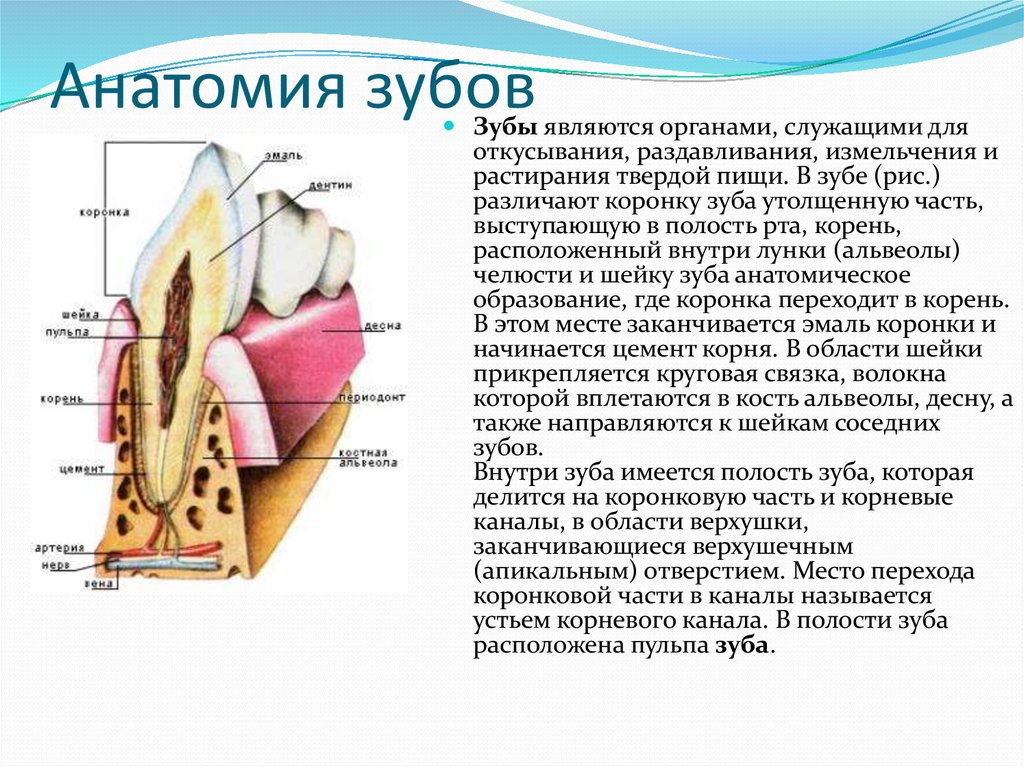 Презентация на тему анатомия зубов