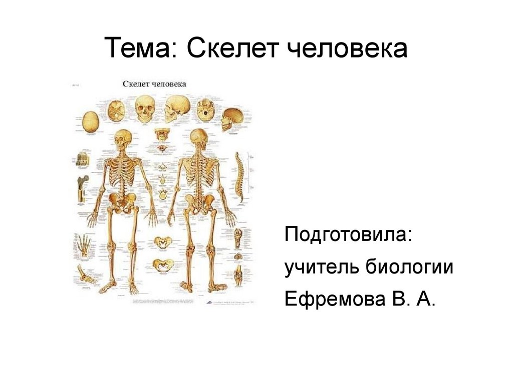 Скелет человека презентация 8