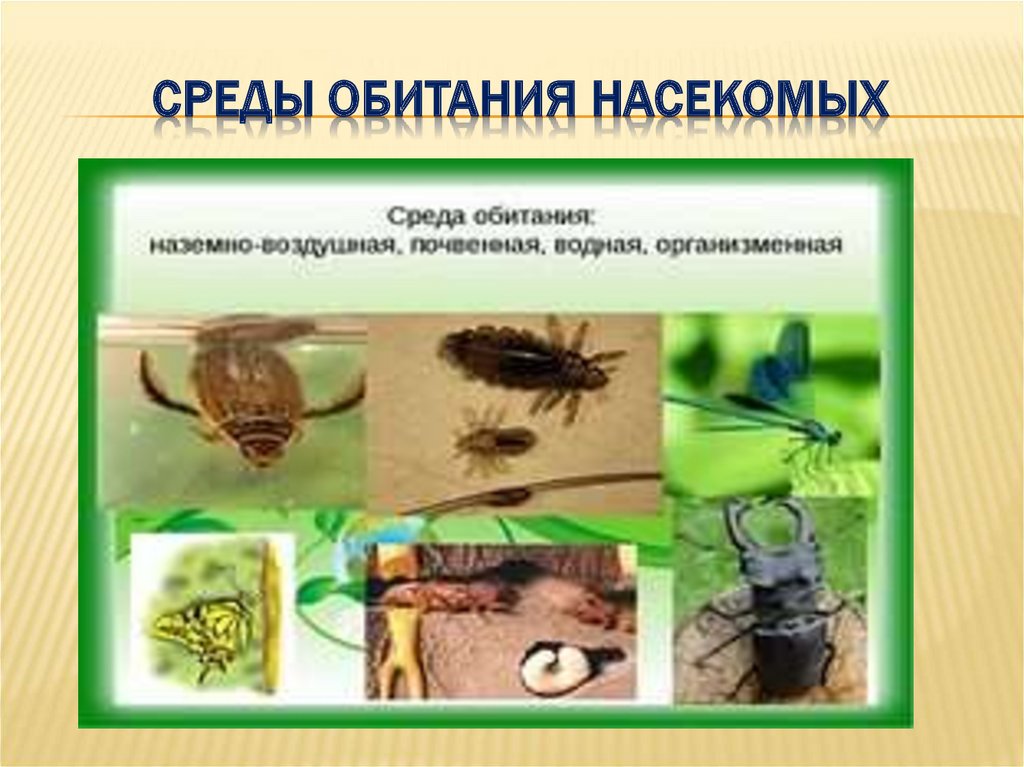 Адаптация насекомых к сезонным изменениям. Среда обитания насекомых. Приспособления насекомых. Класс насекомые среда обитания. Способы питания насекомых.