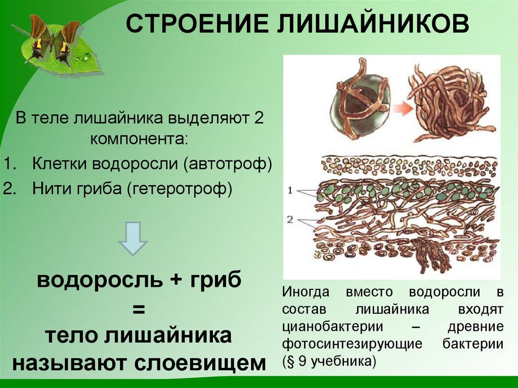 Биология 5 класс схема лишайника