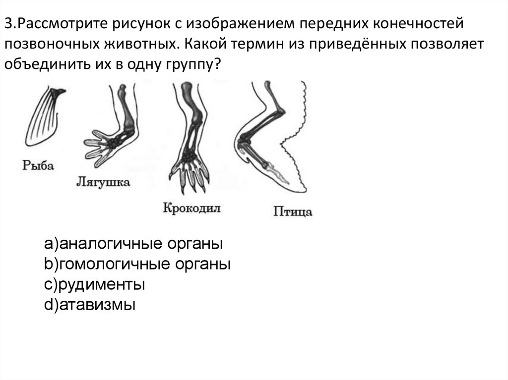 Парные конечности пресмыкающихся. Передних конечностей. Позвоночные конечности. Формирование конечностей позвоночных..