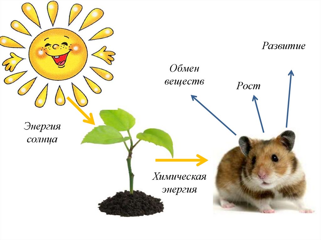 Обмен веществ растений урок. Обмен веществ у растений. Схема обмена веществ у растений. Обмен веществ и энергии у растений. Обмен веществ и энергии у растений рисунок.