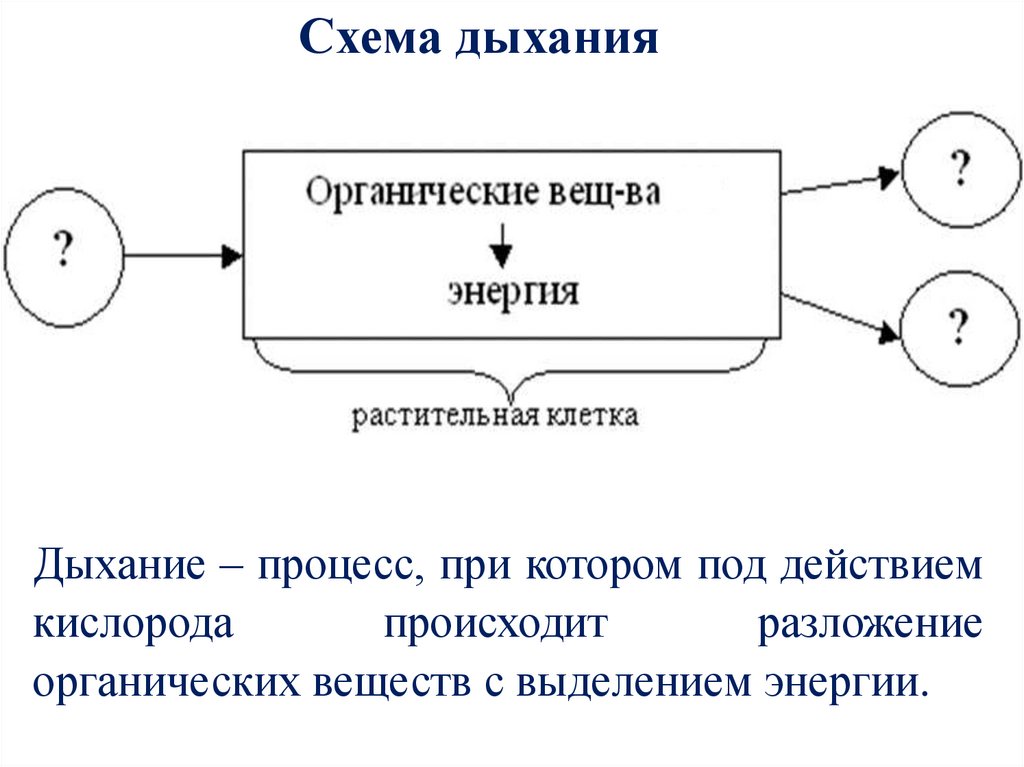 В процессе дыхания в клетках растений