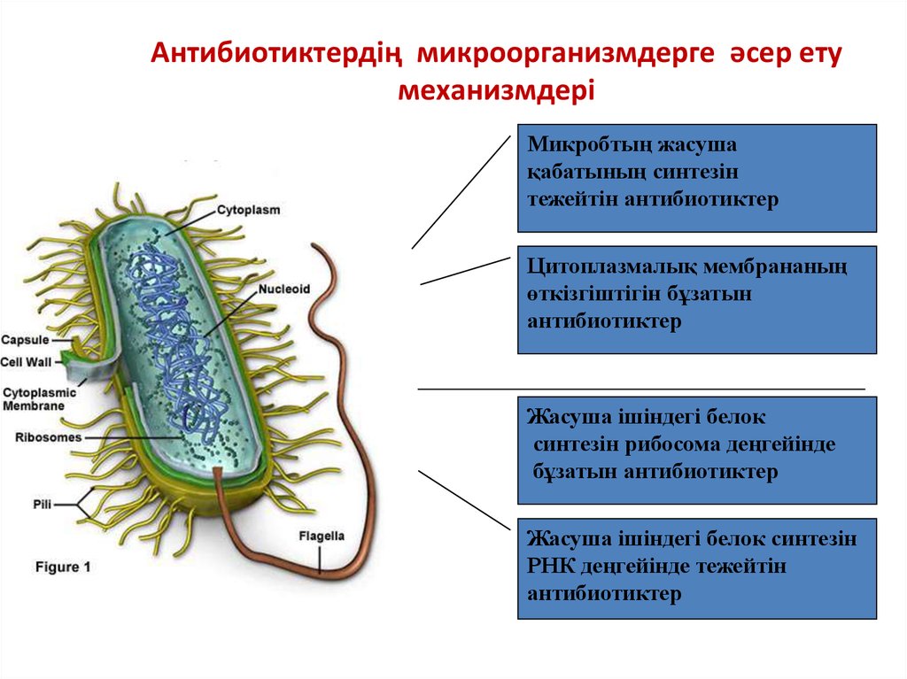 Антибиотиктердің микроорганизмдерге әсер ету механизмдері