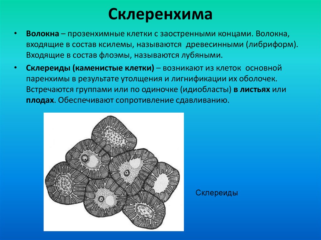 Древесные волокна у растений. Механическая ткань растений колленхима и склеренхима склереиды. Механические ткани склеренхима волокна. Механическая ткань склереиды. Типы механических тканей растений склеренхима.