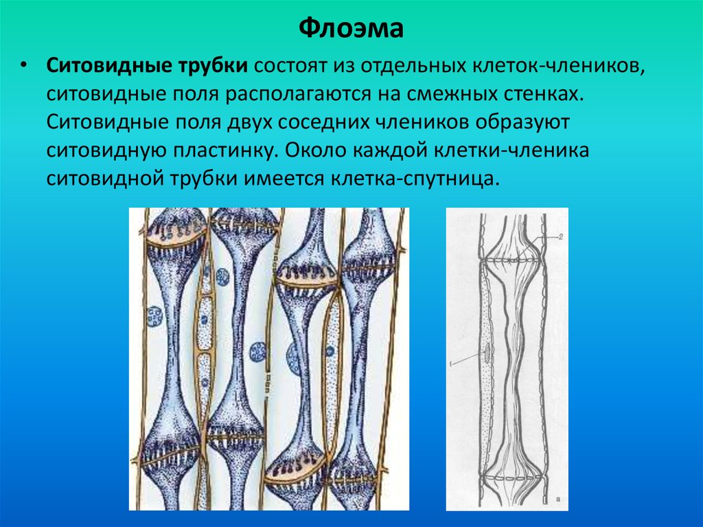 Волокна флоэмы. Стиводная трубка флоэма. Ситовидные трубки это в биологии 6 класс. Ситовидные трубки, волокна, листа.. Ситовидные клетки флоэмы строение.