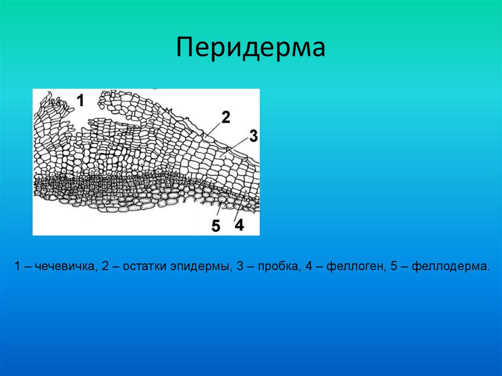 Строение пробки