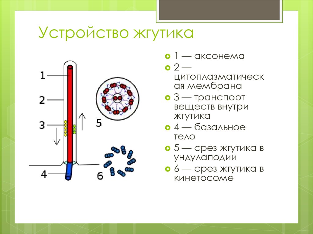 Использовать жгутики