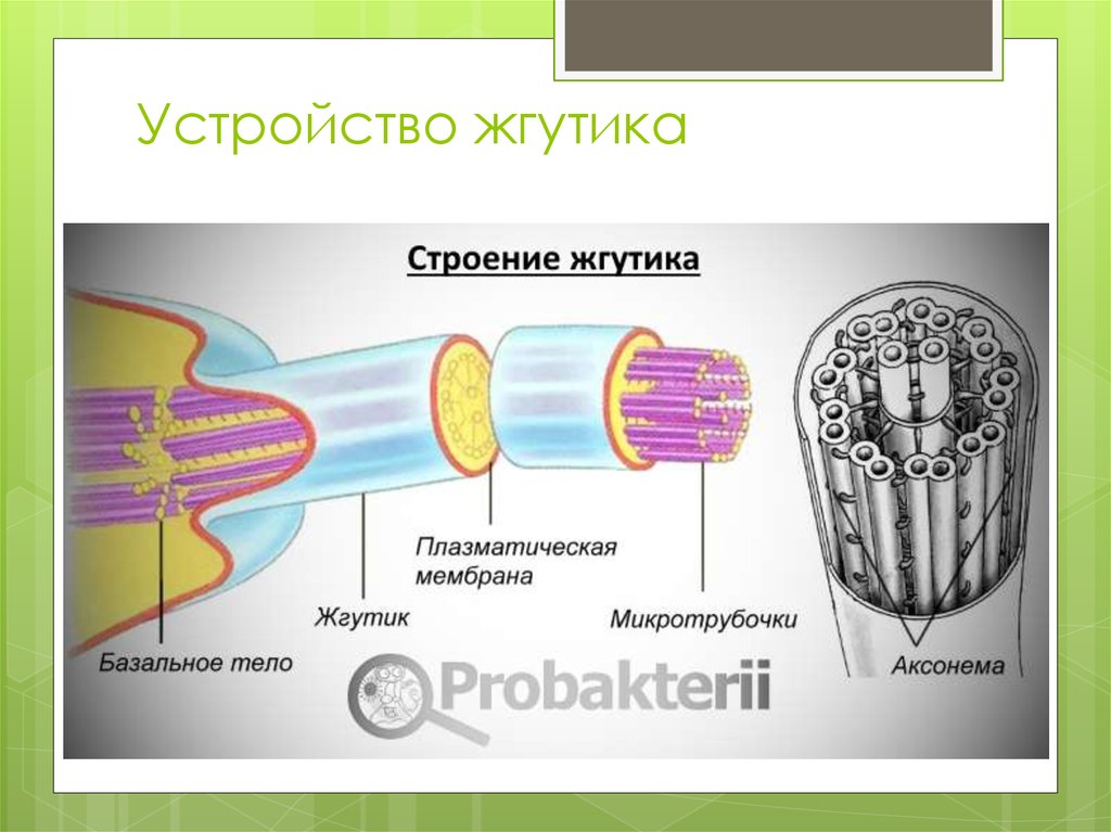 Строение жгутика эукариот