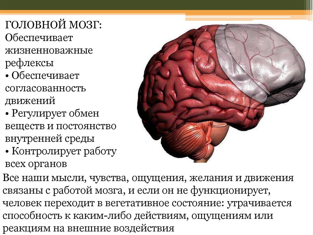 Закономерности работы головного мозга 8 класс биология. Функции головного мозга презентация. Головной мозг строение и функции. Мозг для презентации. Головной мозг и движения.