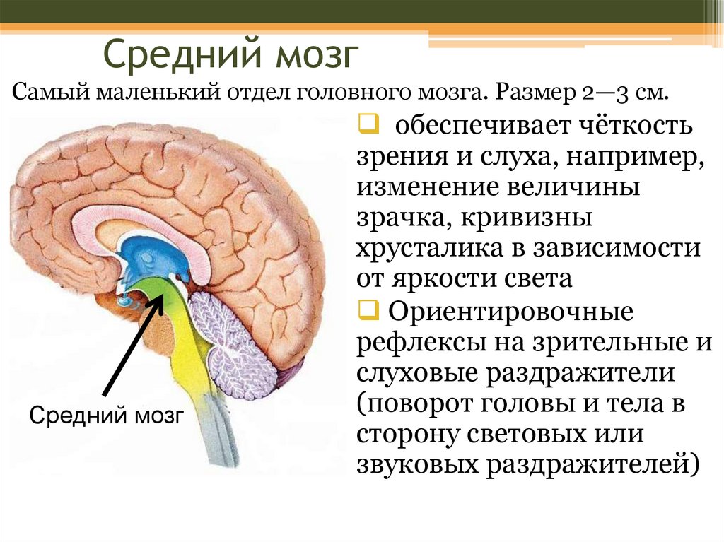 Самый мозг. Ориентировочный рефлекс отдел мозга. Средний мозг отделы. Зрительные и слуховые ориентировочные рефлексы. Средний мозг обеспечивает ориентировочные рефлексы на звук и свет.