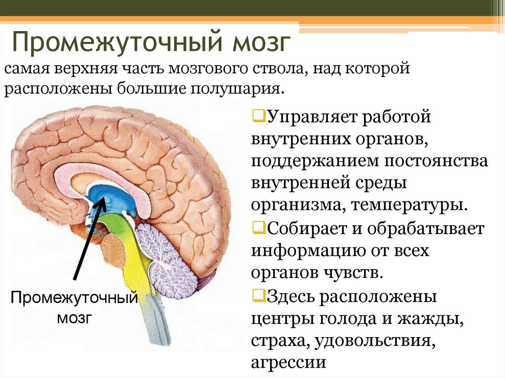 Где находится голод. Отделы промежуточного мозга. Центры промежуточного мозга. Промежуточный мозг. Промежуточный мозг строение.
