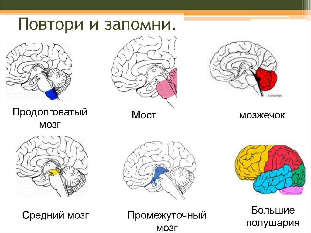 Повторить мозг. Промежуточный мозг. Продолговатый мозг,мост,средний мозг, мозжечок,промежуточный. Повторить промежуточный мозг.. Функции моста головного мозга.