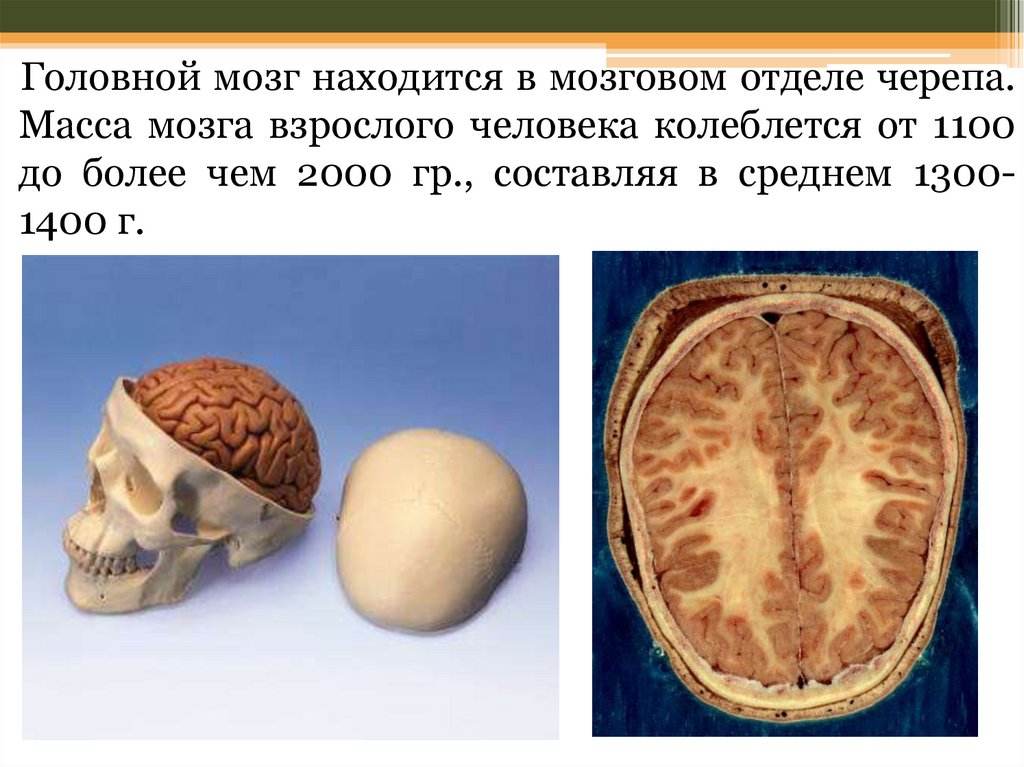 Какой вес мозга человека. Мозг в черепной коробке. Масса мозга. Мозг взрослого человека.