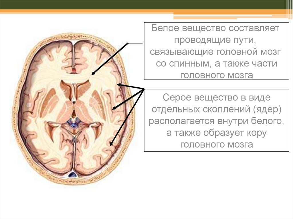 Белое вещество головного и спинного мозга образуют