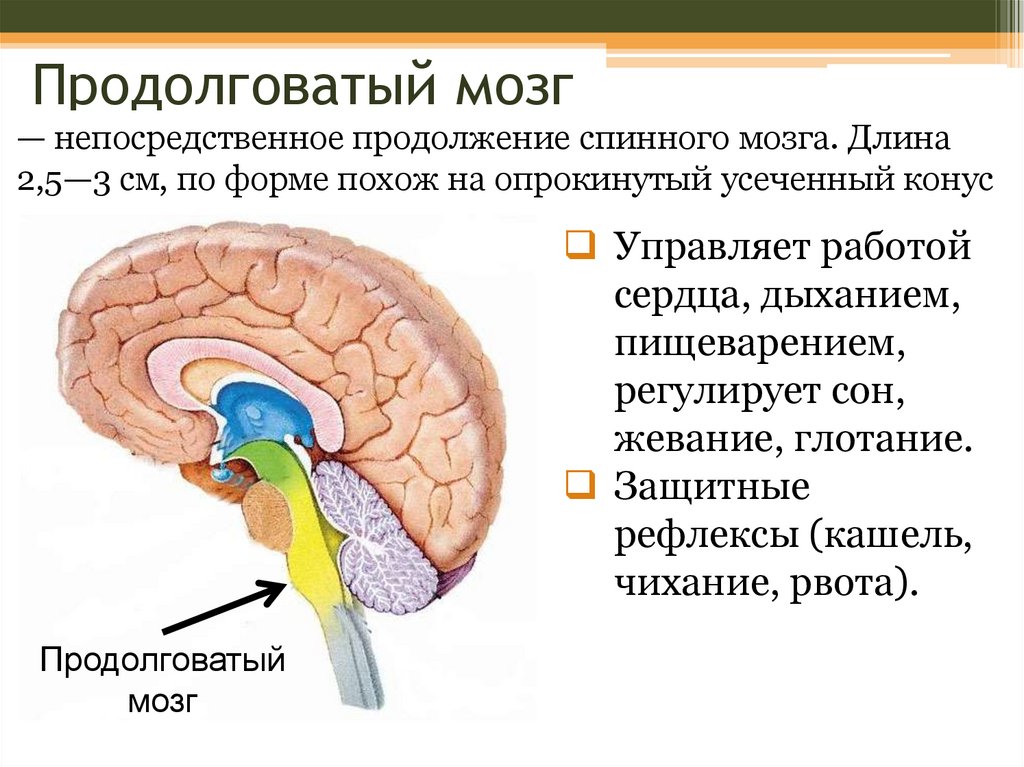 В продолговатом мозге находится нервный центр. Функции продолговатого отдела головного мозга. Интегративная деятельность продолговатого мозга.
