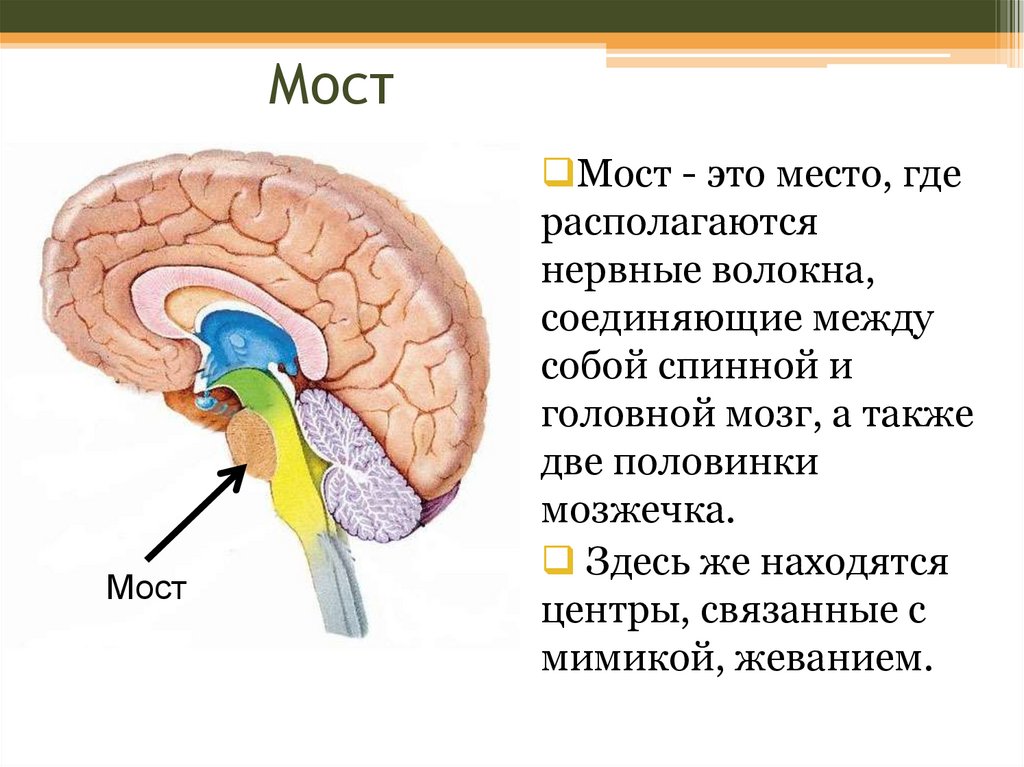 Самый маленький отдел головного мозга. Строение головного мозга. Головной мозг человека строение и функции. Функции головного мозга человека. Строение мозга 8 класс.