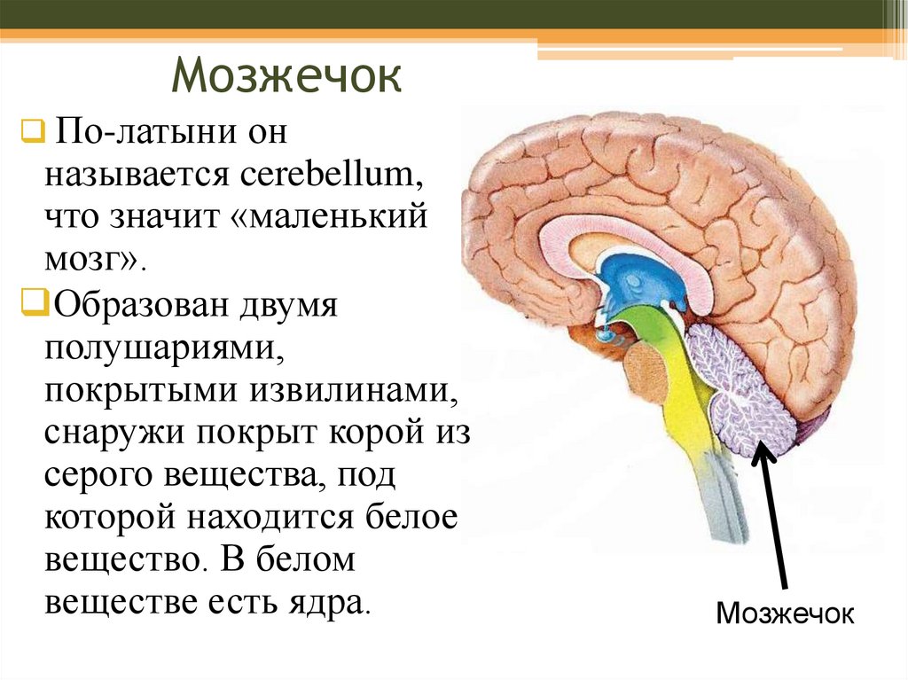 В задний мозг входит мозжечок. Мозжечок строение и функции. Моторные функции мозжечка. Строение мозга мозжечок. Мозжечок функции кратко.