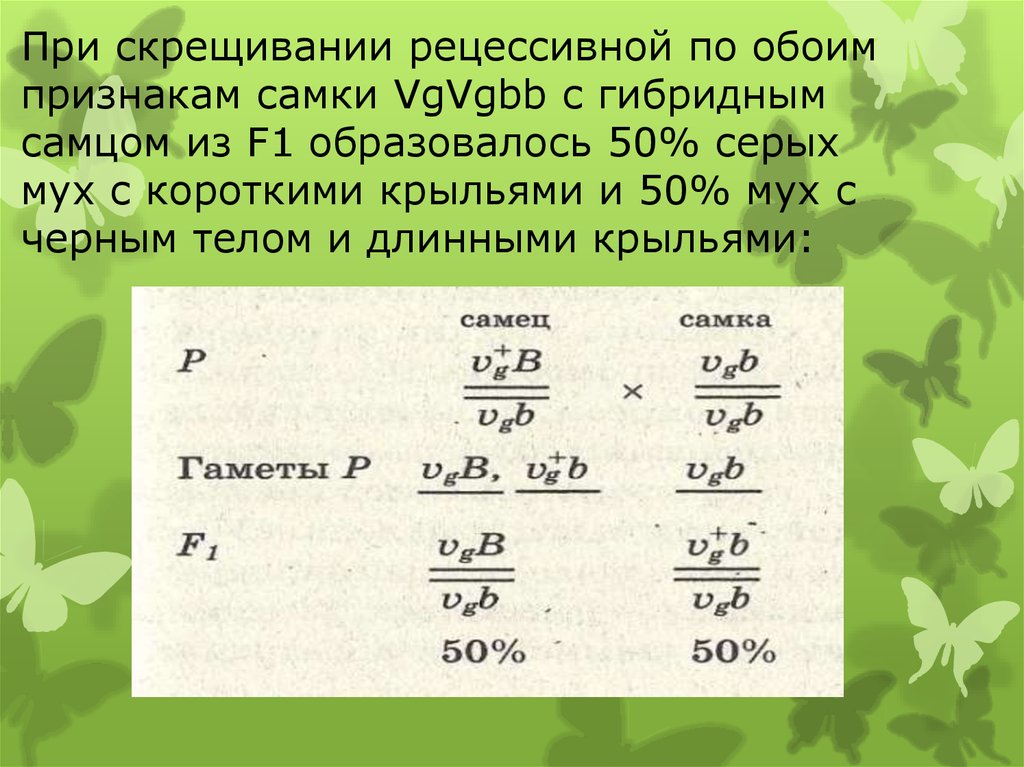 Скрещивание рецессивных признаков. Рецессивный по обоим признакам. При скрещивании серых мух друг. Как обозначается рецессивный признак. При скрещивании серых мух друг с другом.