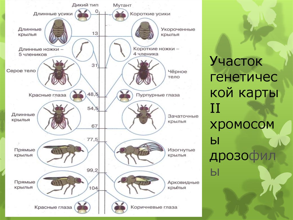 Скрещивание чистых линий дрозофилы