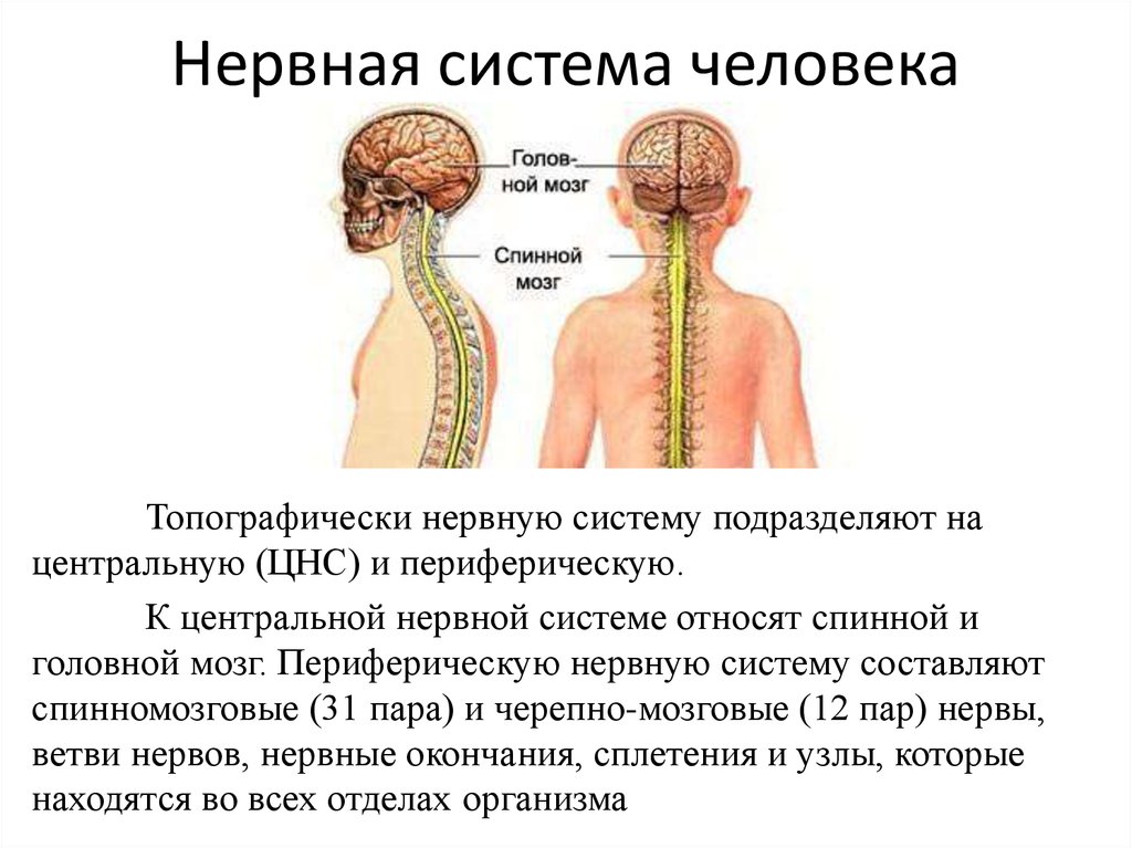 Какие органы относятся к центральной нервной системе. К центральной нервной системе относят. Топографически нервную систему человека подразделяют на. Структурные элементы нервной системы. Нервная система человека.