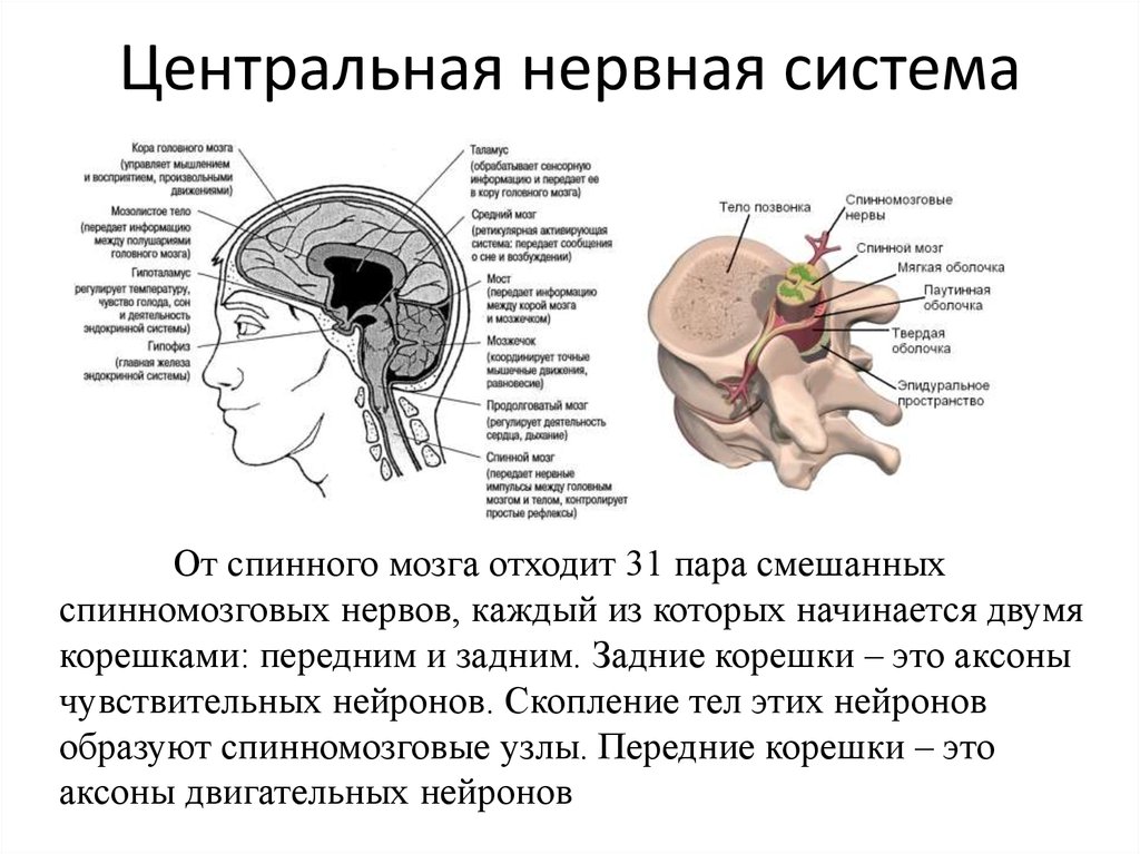 От спинного мозга отходит 31 пара. Структура ЦНС головной мозг. Нервная система головной мозг спинной мозг нервы. Головной мозг спинной мозг нервы функции. ЦНС состав схема.