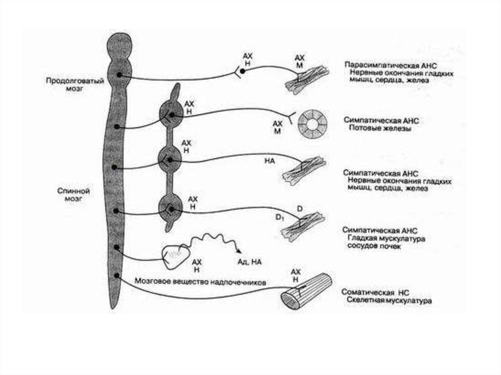 Рецепторы какой отдел нервной системы. Схема вегетативной автономной нервной системы. Схема рецепторов нервной системы. Нервная система фармакология схема. Нервные волокна отделов периферической нервной системы.