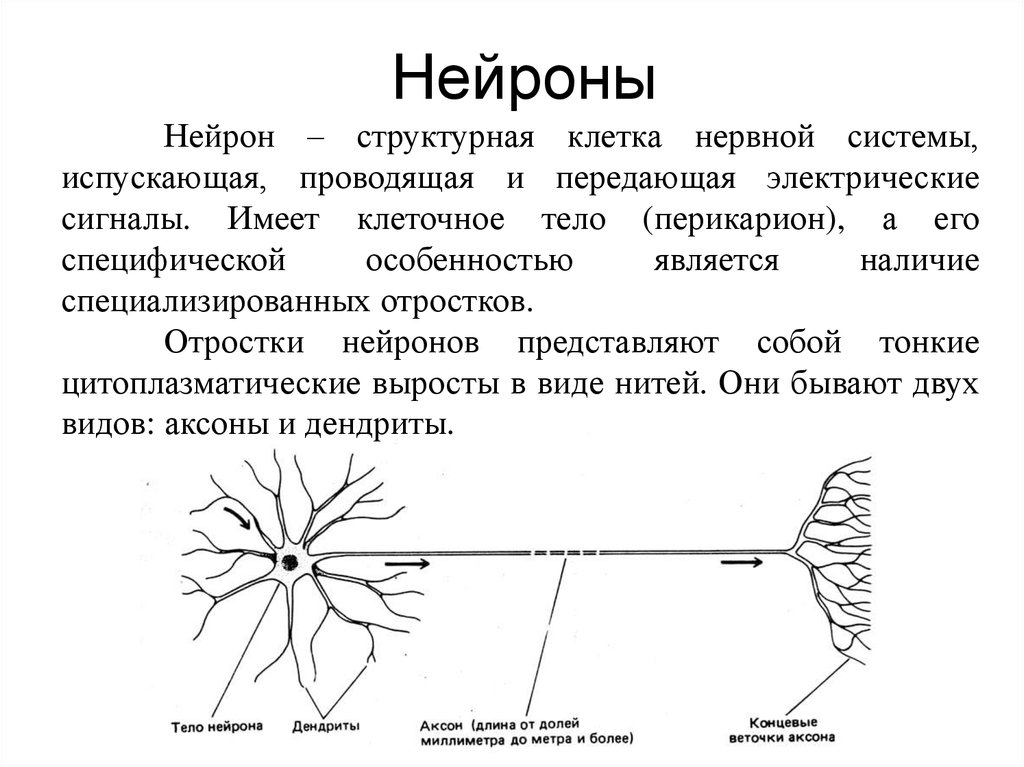 Основная структурная и функциональная единица нервной ткани