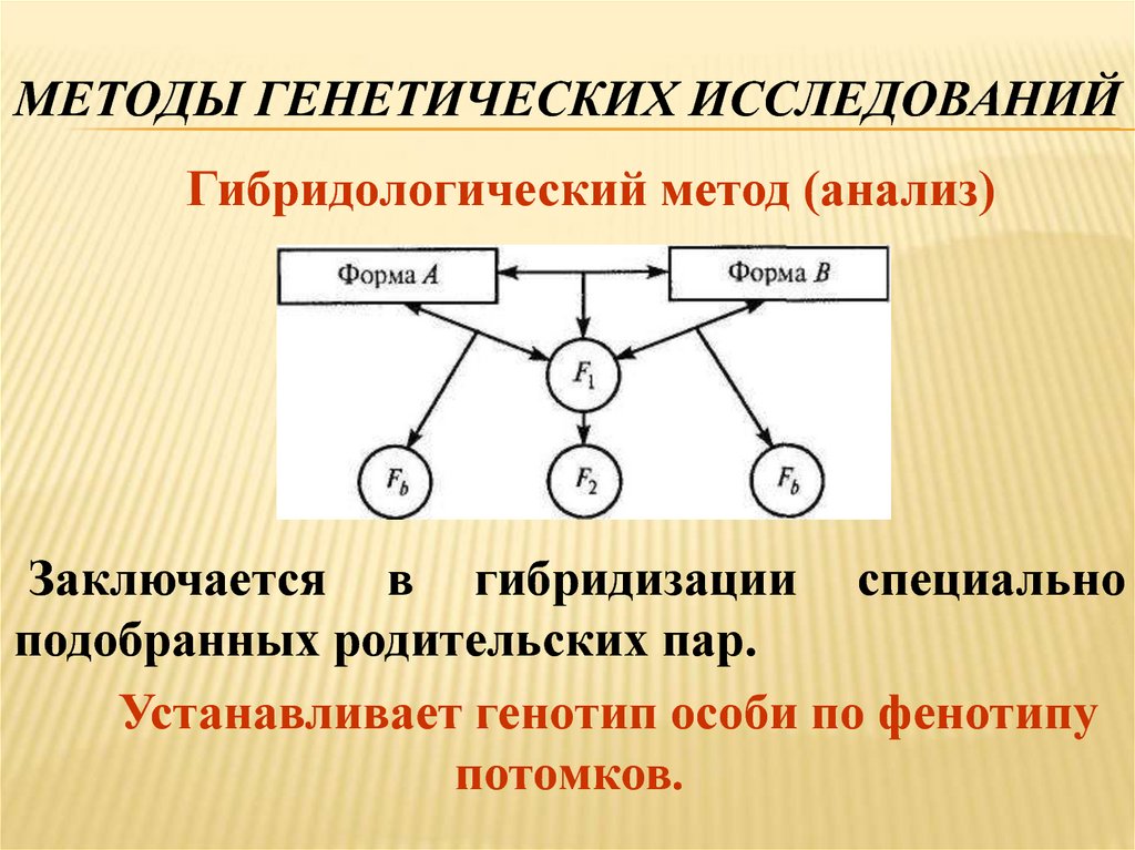 Последовательность действий исследователя при использовании гибридологического метода