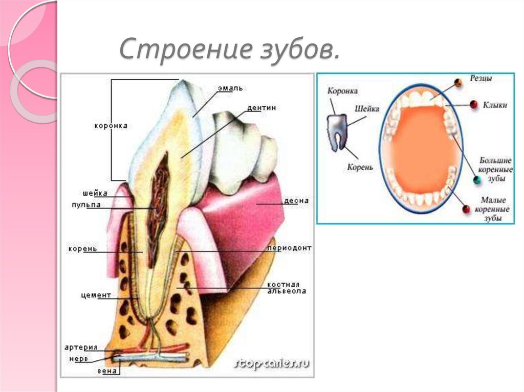 Внутреннее строение зуба анатомия. Строение резца зуба. Строени ЕЗКБА.