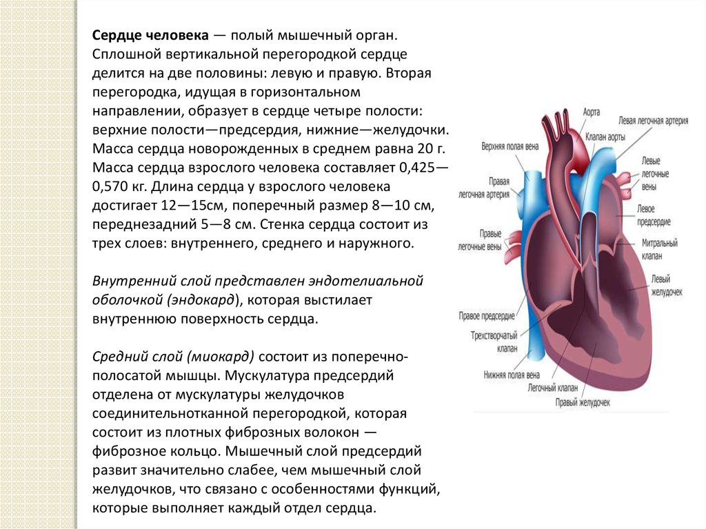 Слои предсердия. Функции предсердий желудочков и клапанов сердца. Характеристики клапана легочной артерии. Функции желудочков сердца. Перегородки в сердце человека.