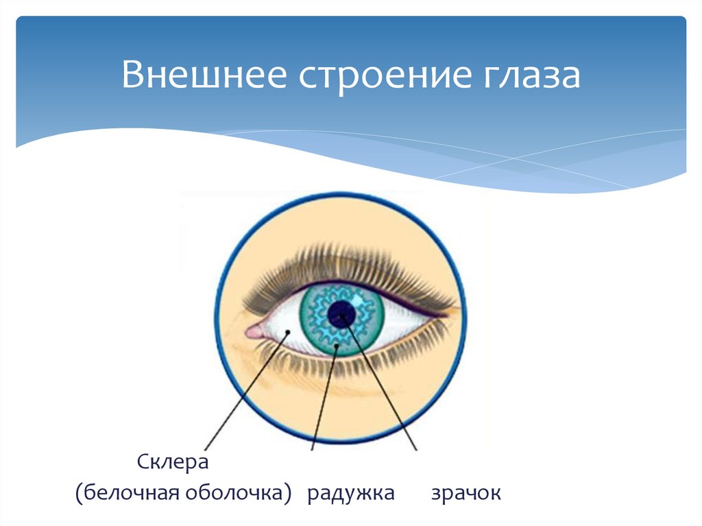Белочная оболочка глаза прозрачна отметьте верные. Строение глаза спереди. Строение глаза склера. Внешнее строение глаза человека схема. Белок зрачок строение глаза.