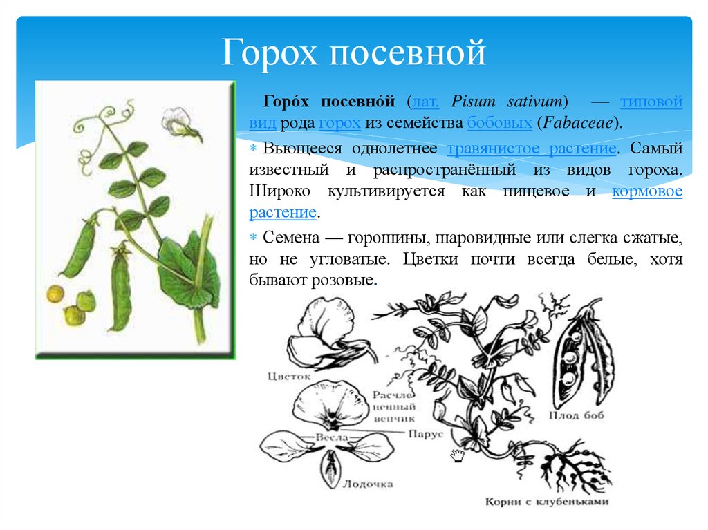 Описание семейства бобовые 6 класс по плану