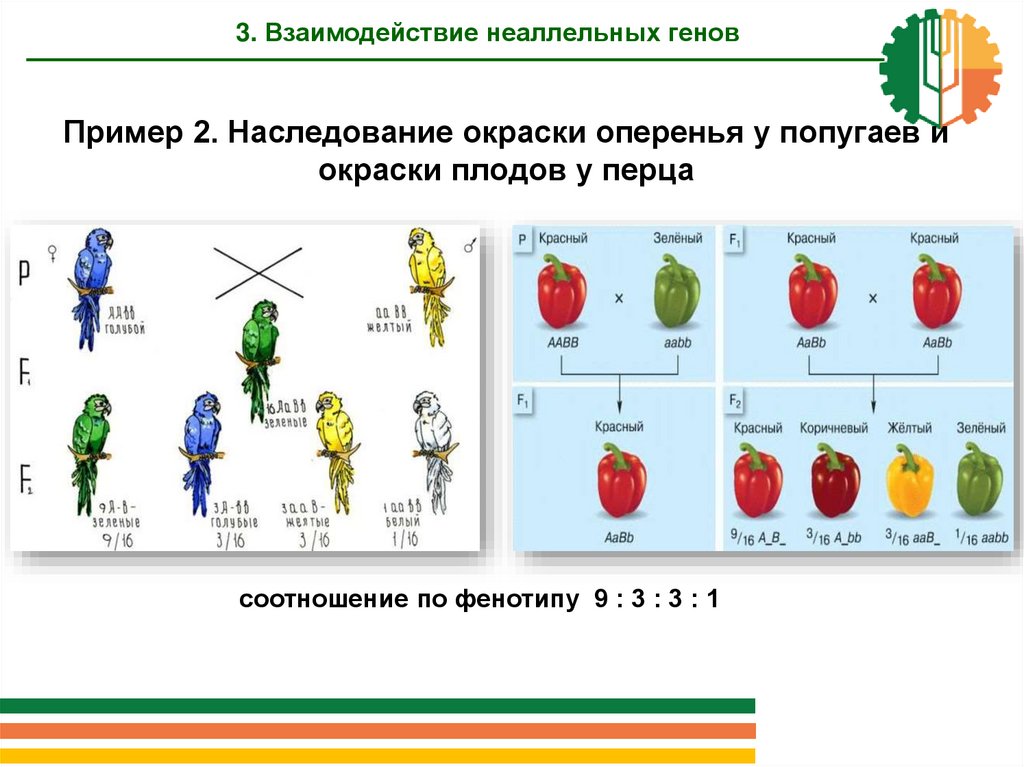 Взаимодействие генов расщепление