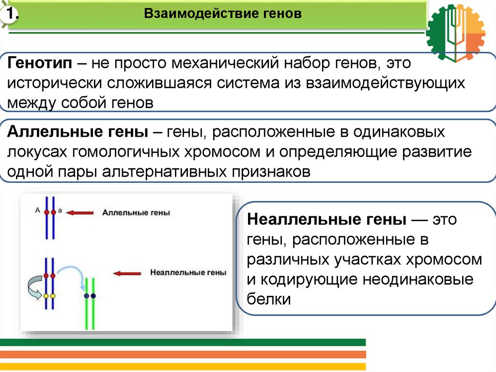 Неаллельные гены в одной хромосоме