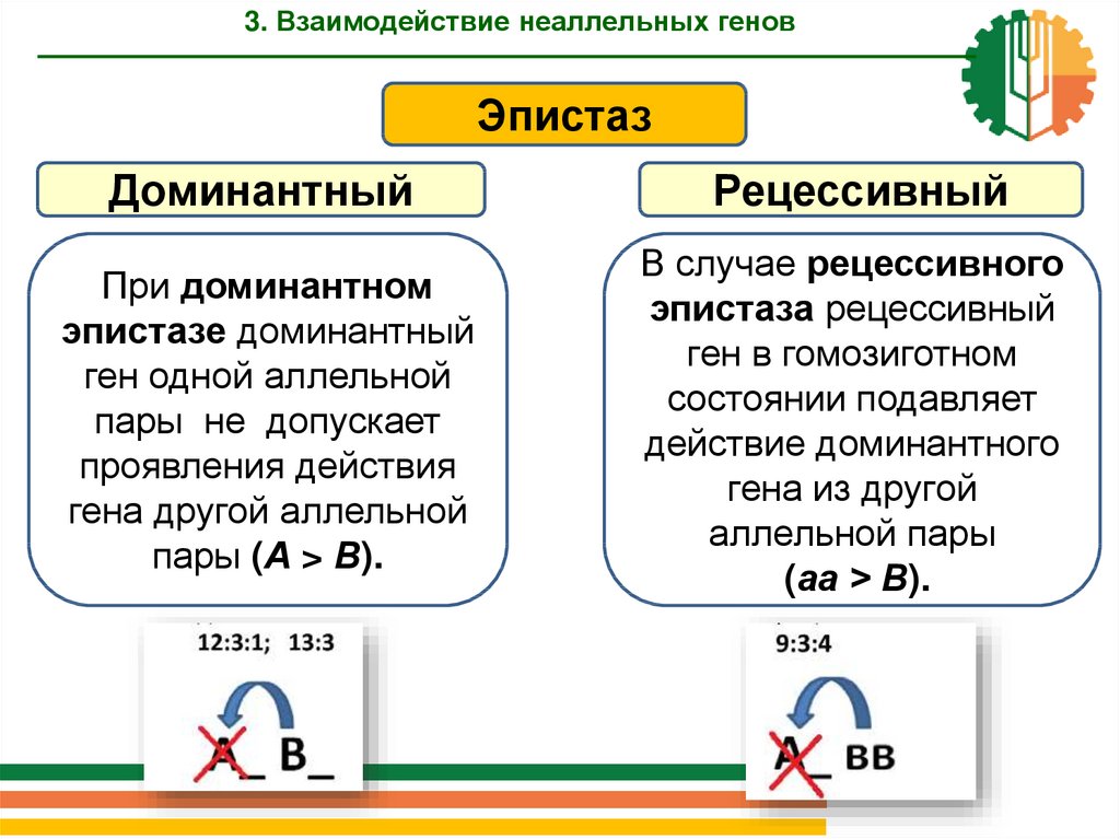 Неаллельное взаимодействие генов презентация 10 класс