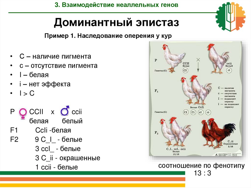 Гетерозиготную курицу с гребнем и голыми. Взаимодействие неаллельных генов эпистаз. Доминантный эпистаз окраска кур. Наследование окраски плодов тыквы доминантный эпистаз. Доминантный эпистаз это в генетике.