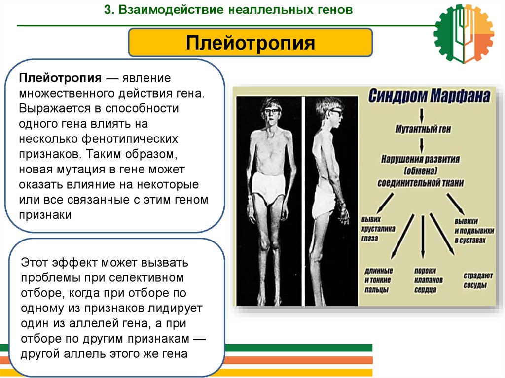 Взаимодействие и множественное действие генов генотип