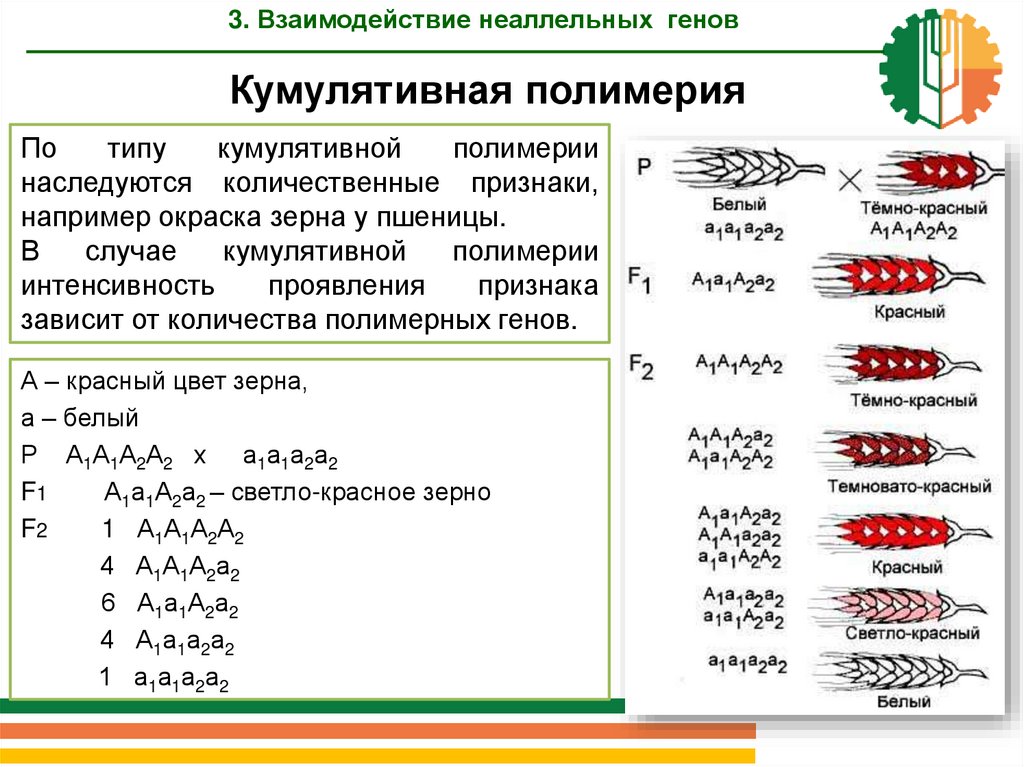 Задачи на неаллельные гены