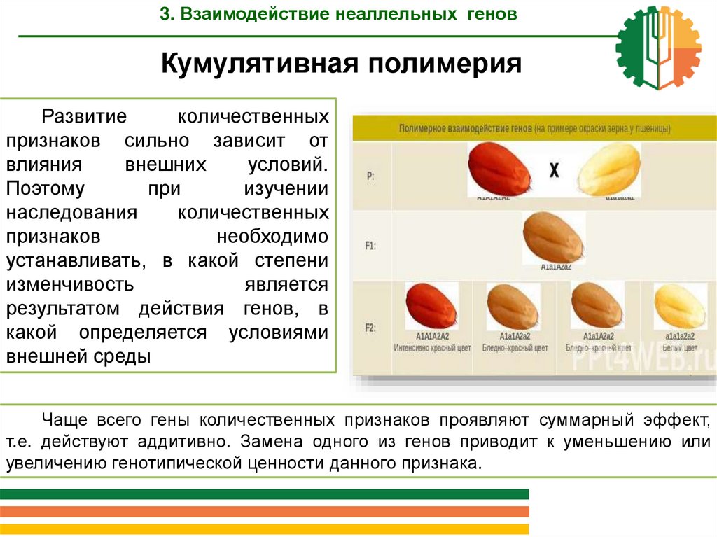 Наследование количественных признаков Полимерия. Полимерия неаллельных генов. Полимерное взаимодействие генов примеры. Кумулятивная Полимерия.