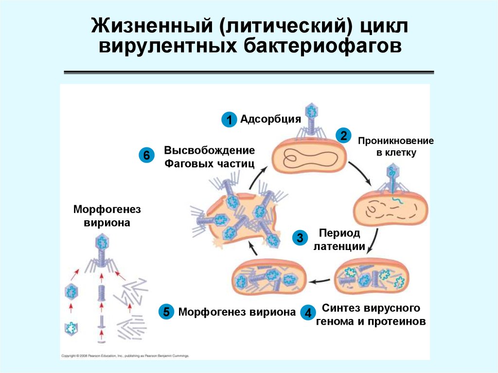 Лизогенный цикл