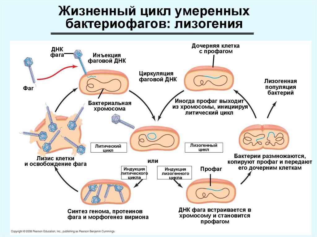 Цикл бактерии. Лизогенный жизненный цикл бактериофага. Лизогенный цикл фага. Жизненный цикл бактерий схема. Стадии жизненного цикла бактериофага.