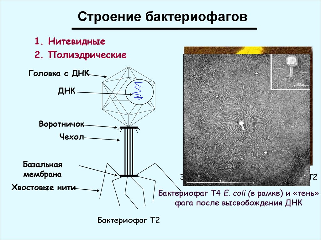 Строение бактериофага. Строение бактериофага нитевидные. Хвостовые нити бактериофага. Бактериофаг т4 строение. Бактериофаг строение мембрана.