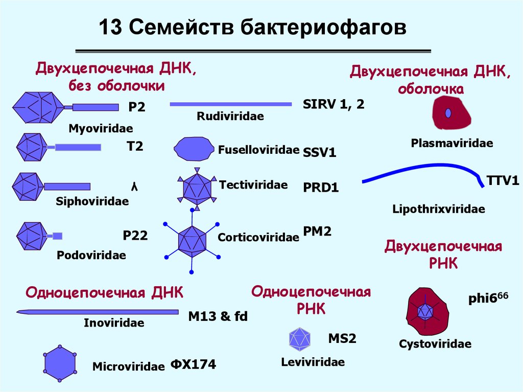Геномные рнк. Вирусы и бактериофаги таблица. Семейства бактериофагов. РНК бактериофаги. Семейства бактериофагов таблица.