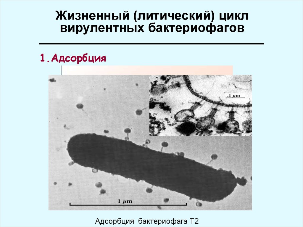 Жизненный (литический) цикл вирулентных бактериофагов