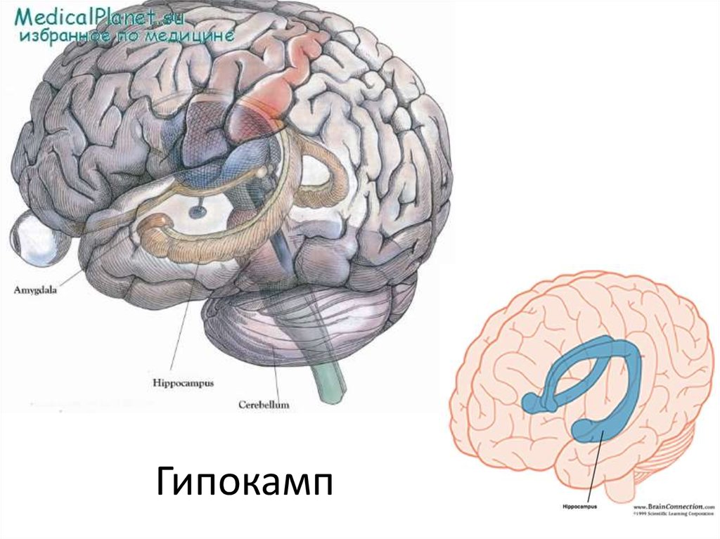 Миндалевидное тело. Гипоталамус, миндалевидное тело и гиппокамп.. Таламус гиппокамп гипофиз. Гиппокамп и Амигдала. Амигдала в мозге.