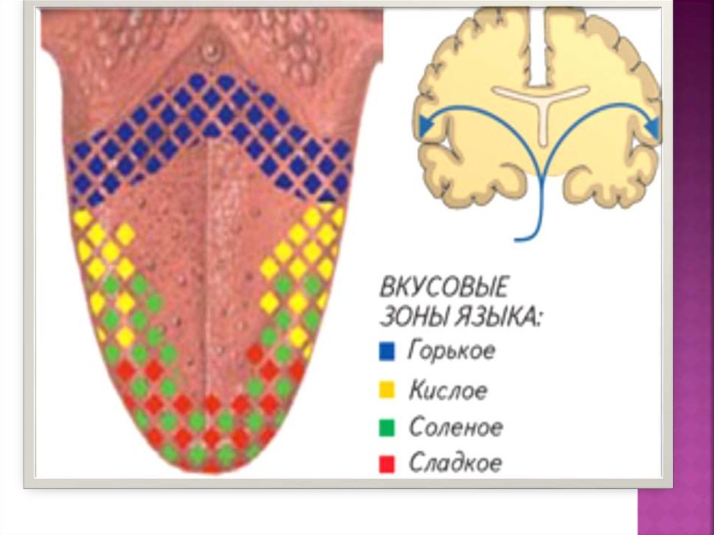 Карта языка. Вкусовые зоны языка. Вкусовые рецепторы на языке схема. Зоны языка вкусовые рецепторы. Зоны вкуса на языке.
